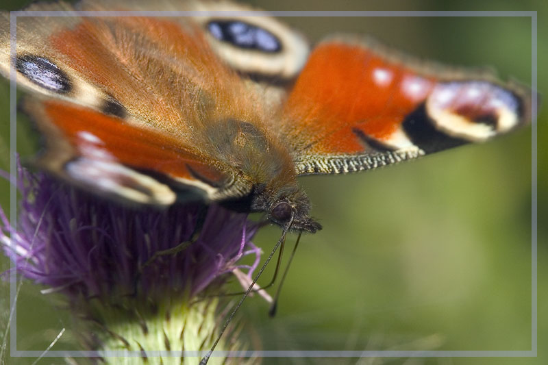 фото "Грустная красавица" метки: природа, макро и крупный план, насекомое