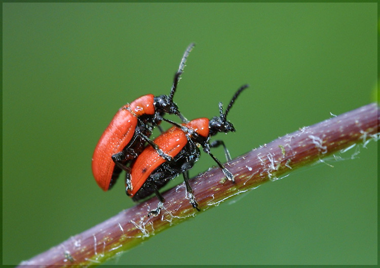 photo "Untitled photo" tags: macro and close-up, nature, insect