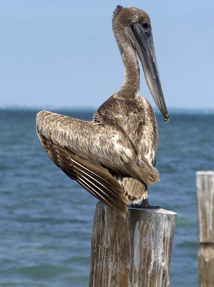 photo "mexican pelicano" tags: nature, wild animals