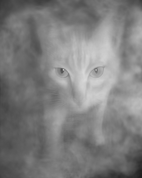 photo "Ghost of Cat" tags: nature, black&white, pets/farm animals