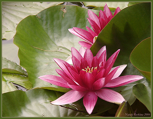 photo "Lotus" tags: nature, flowers