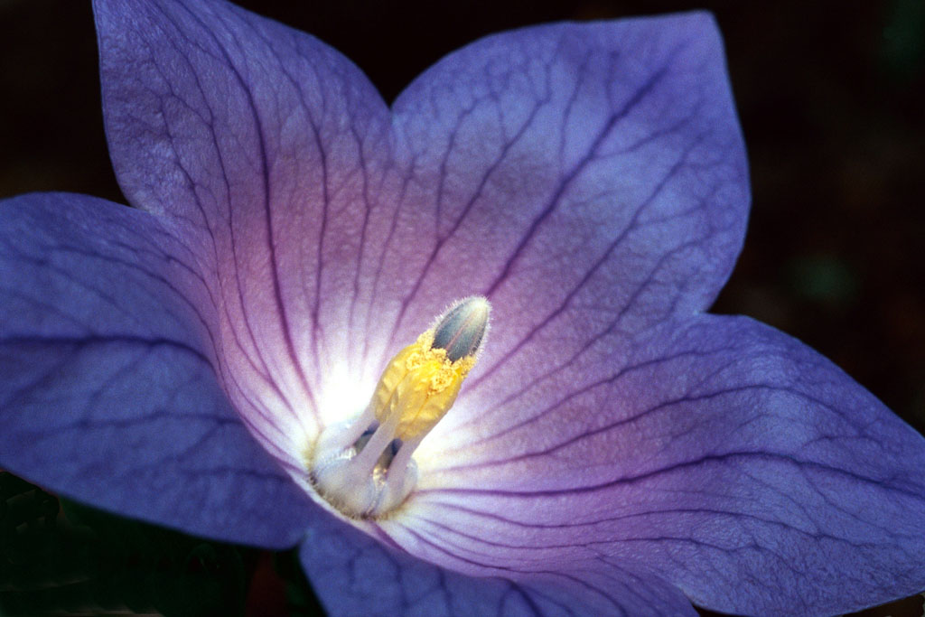 photo "Balloon Flower" tags: macro and close-up, nature, flowers