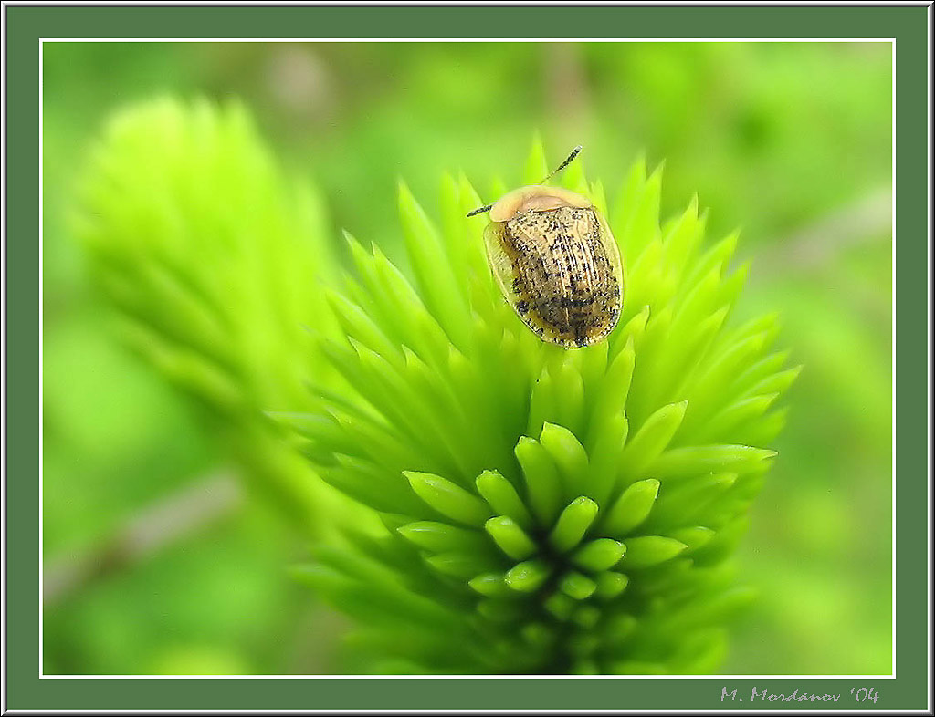 photo "Golden beetle on fir tree" tags: macro and close-up, 