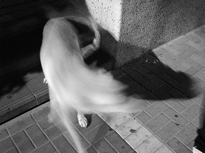 фото "the night dog" метки: черно-белые, природа, домашние животные