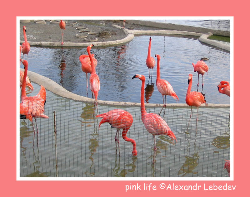 photo "Pink life" tags: nature, wild animals