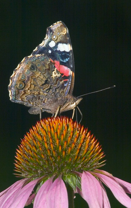 фото ""Коктейль"" метки: природа, макро и крупный план, насекомое