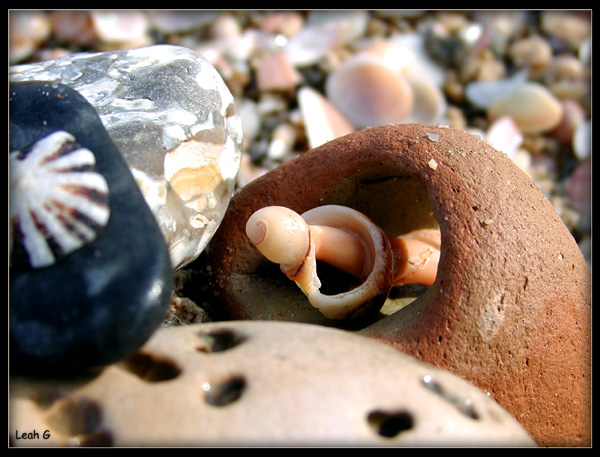 photo ""Sea shore composition"" tags: macro and close-up, genre, 
