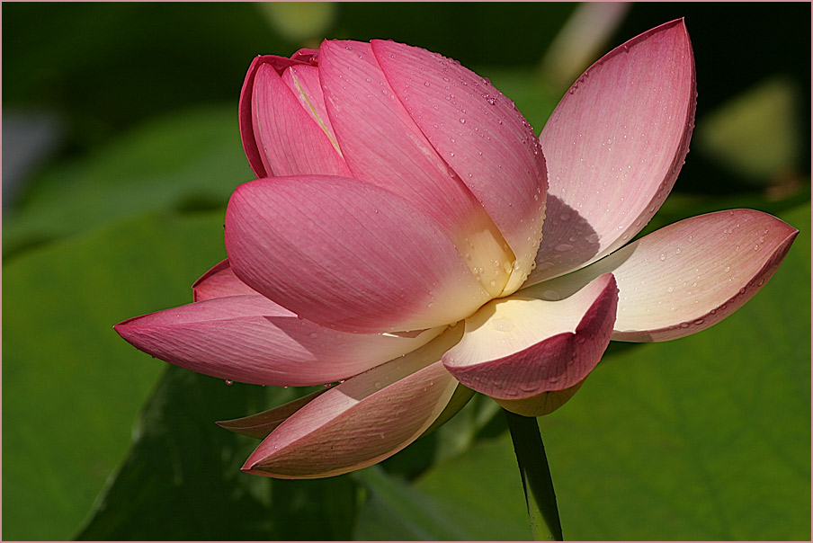 photo "lotus 02" tags: nature, flowers