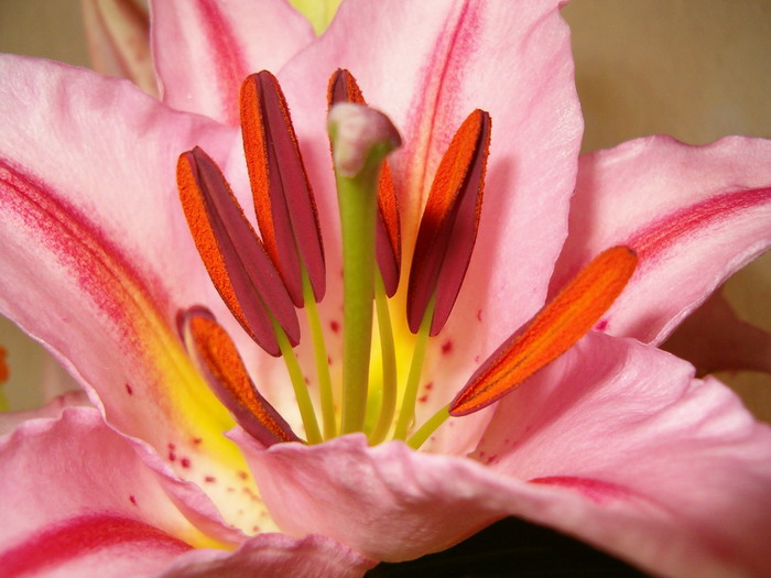 photo "lily" tags: nature, flowers