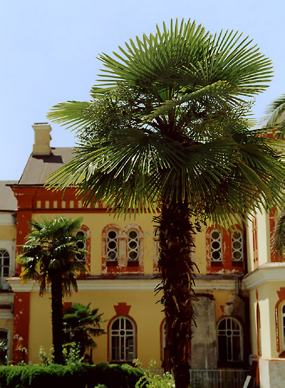 photo "Southern tree" tags: nature, architecture, landscape, flowers