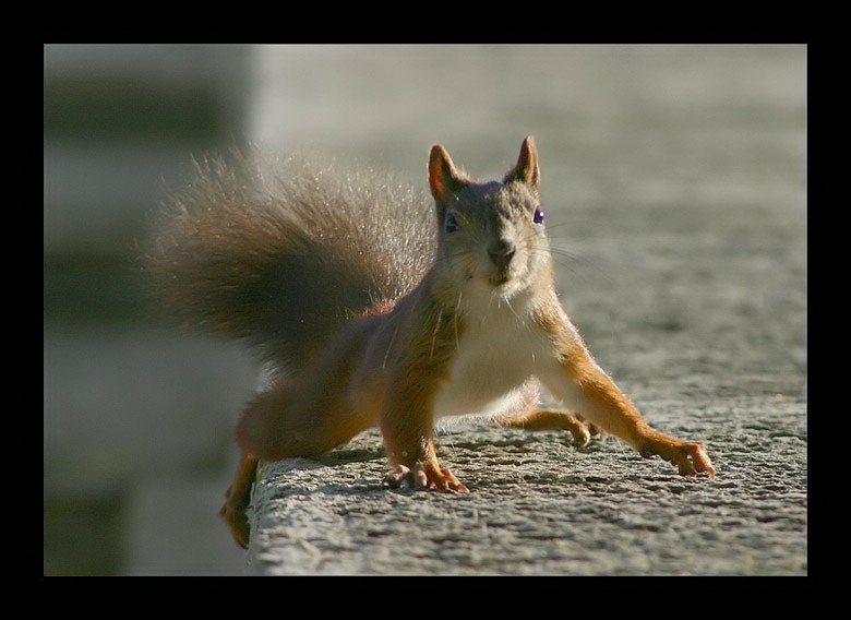 photo "Spider Man" tags: portrait, nature, wild animals