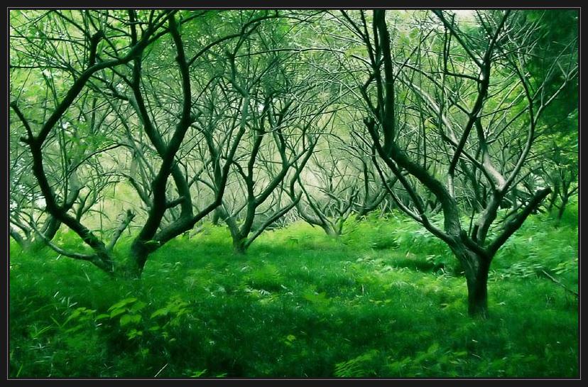 фото "forest deep#4" метки: пейзаж, лес