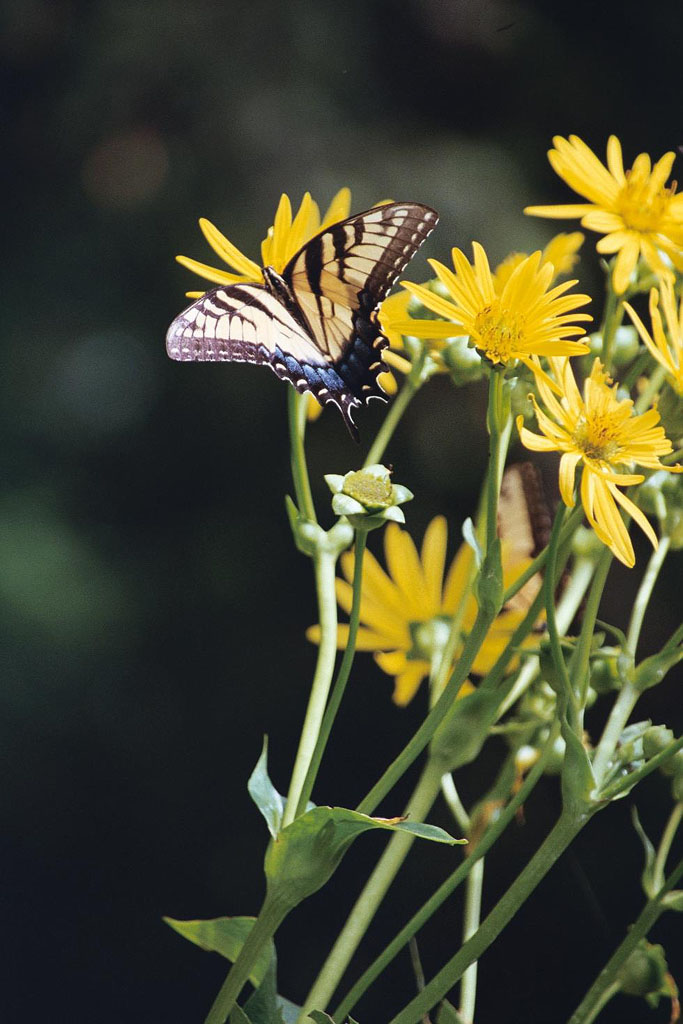 фото "Eastern Tiger Swallowtail" метки: природа, насекомое