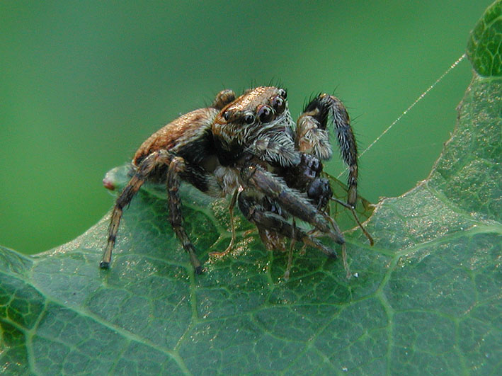 photo "Spider-wolf" tags: nature, insect