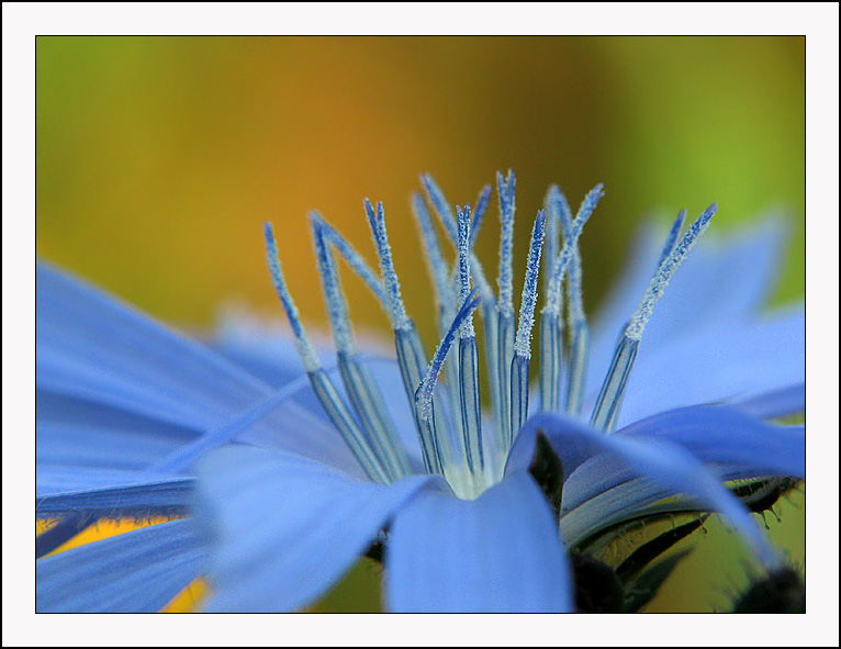 photo "eyelashes..." tags: macro and close-up, nature, flowers