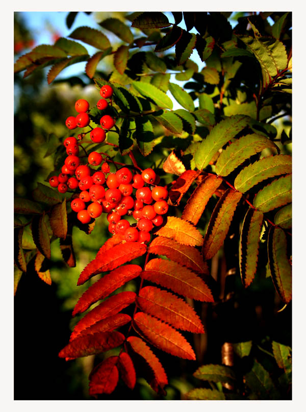 photo "Color of the fall is comming" tags: nature, 