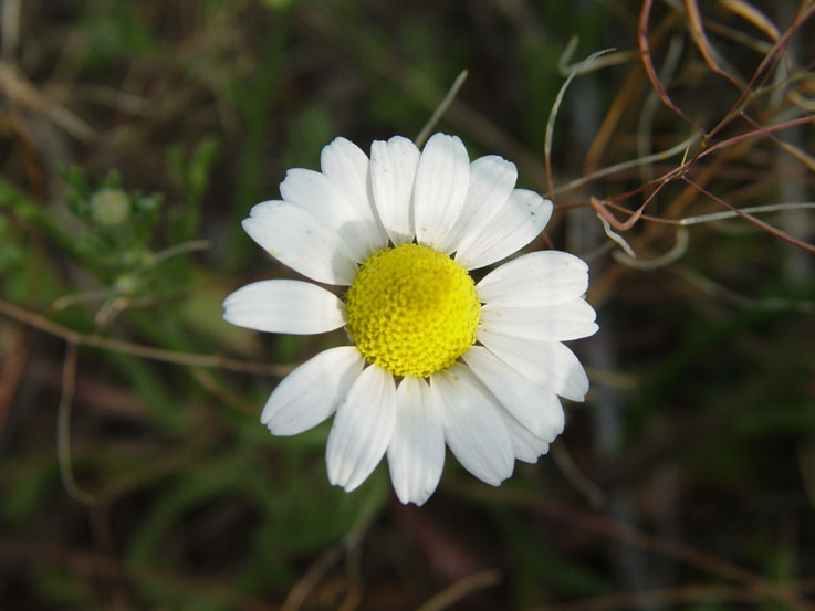 photo "Flower" tags: nature, flowers