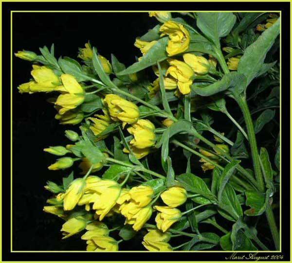 photo "Yellow flower" tags: macro and close-up, nature, flowers