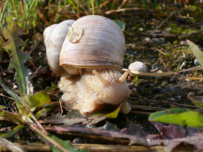 photo "little friend" tags: nature, insect