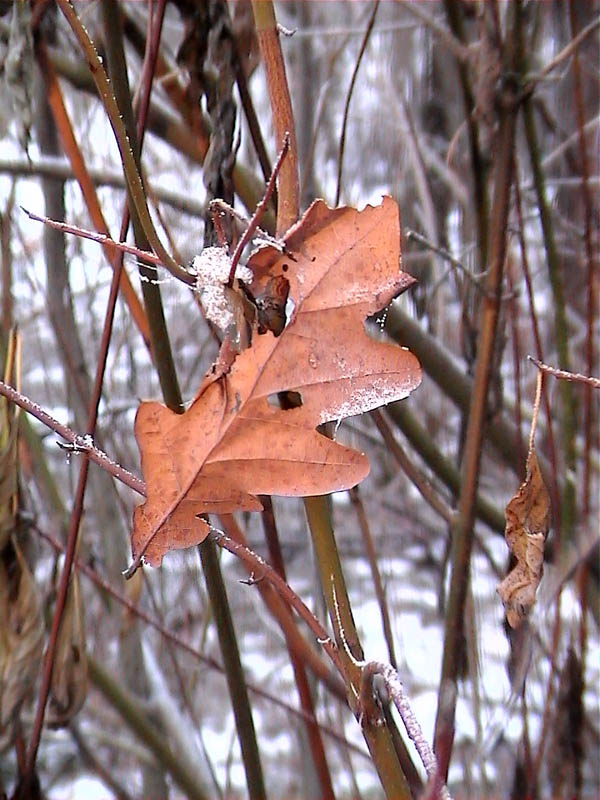 photo "Untitled photo" tags: landscape, forest, winter