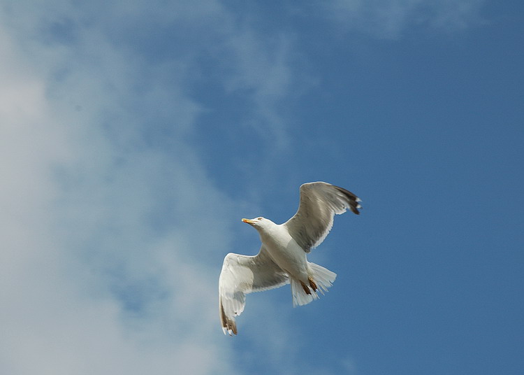 photo "Freedom" tags: nature, 
