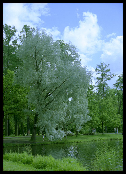 photo "The tree #2" tags: landscape, summer