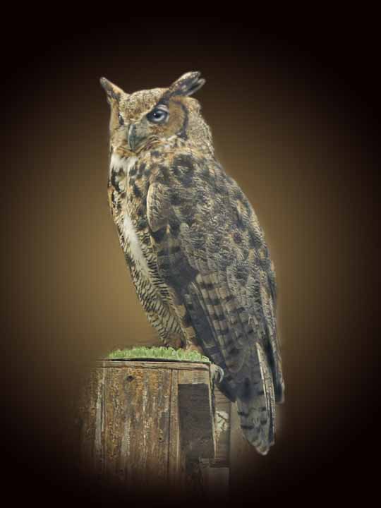 photo "Great Horned Owl" tags: nature, wild animals