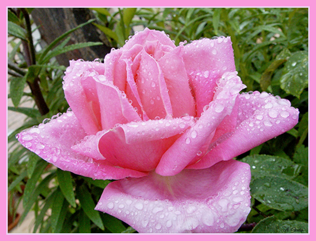 photo "Rose" tags: nature, macro and close-up, flowers