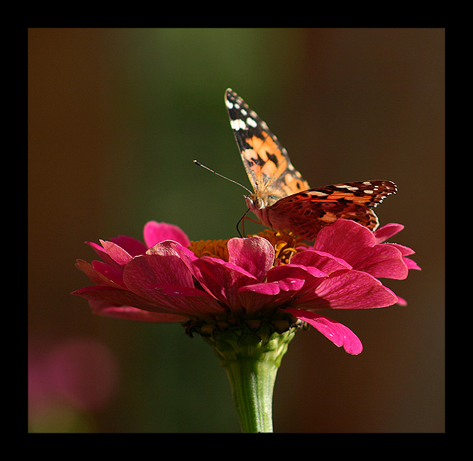 photo "***" tags: macro and close-up, nature, insect