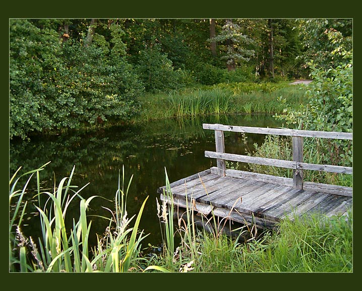 фото "Old pond" метки: пейзаж, вода, лес