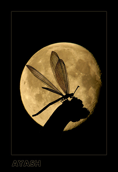 фото "Under Moon Light 2" метки: природа, фотомонтаж, насекомое