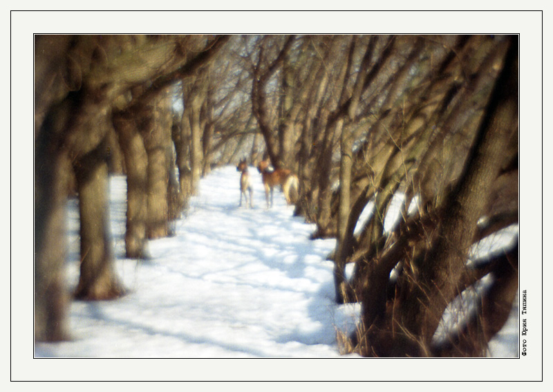 photo "Walking in the Sun" tags: nature, pets/farm animals