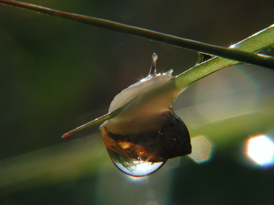 photo "Morning "star"" tags: macro and close-up, 
