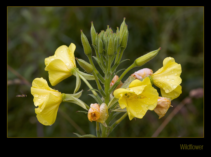 photo "Wildflower" tags: nature, macro and close-up, flowers