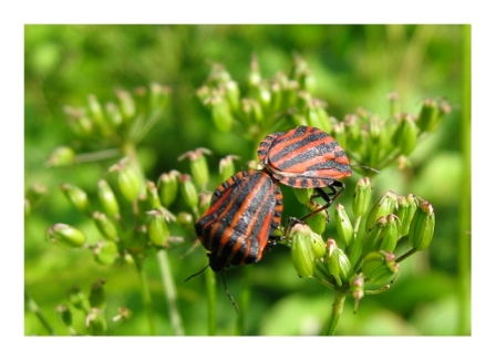 фото "bugs" метки: природа, насекомое