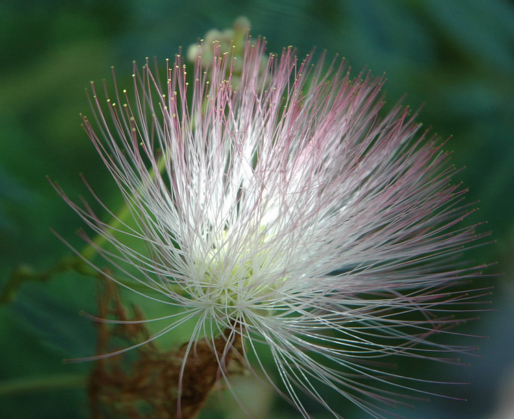 photo "Down of light" tags: nature, flowers