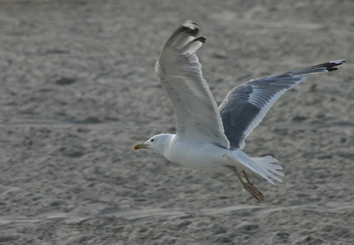 фото "Flight over the beach" метки: природа, дикие животные
