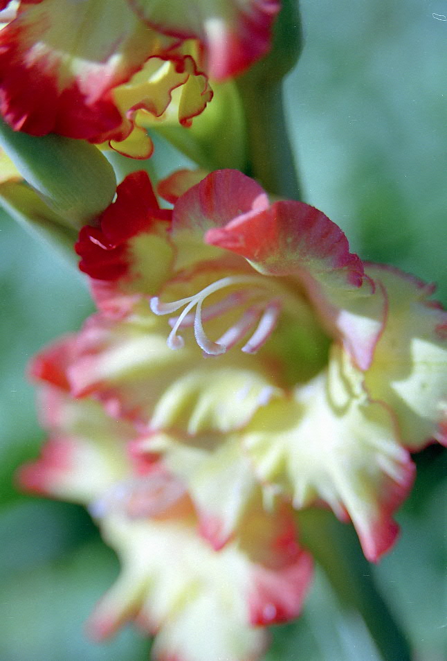 фото "Аромат Гладиолуса" метки: природа, цветы