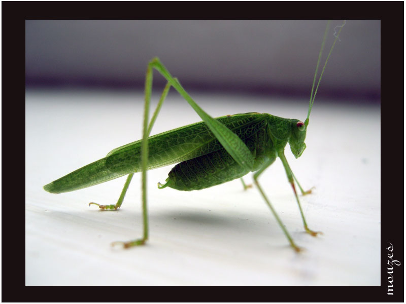 photo "Locust" tags: macro and close-up, 