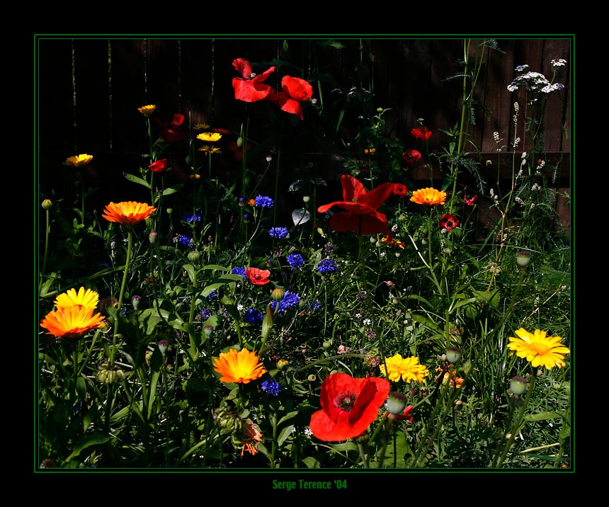 photo "Flower glade (2)." tags: nature, landscape, flowers, summer