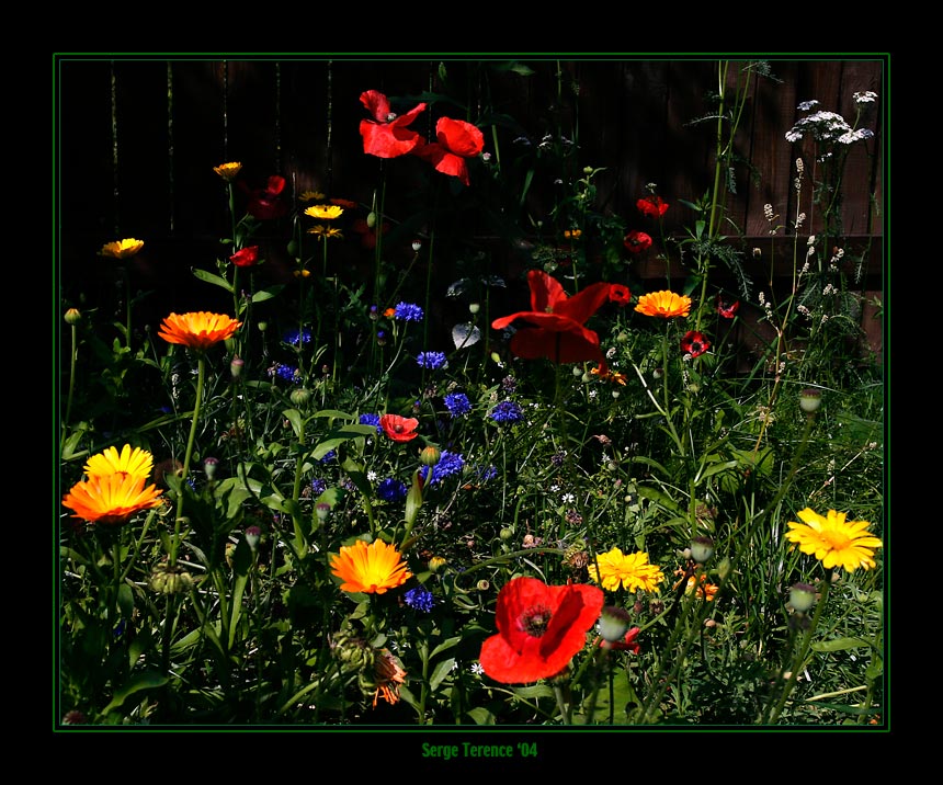 photo "Flower glade (2)." tags: nature, landscape, flowers, summer