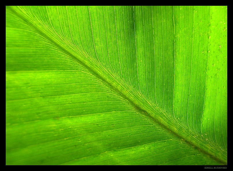 photo "Banana leaf" tags: macro and close-up, nature, flowers