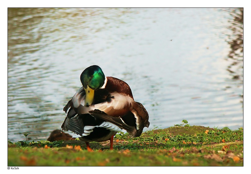 фото "Duck II" метки: природа, пейзаж, дикие животные