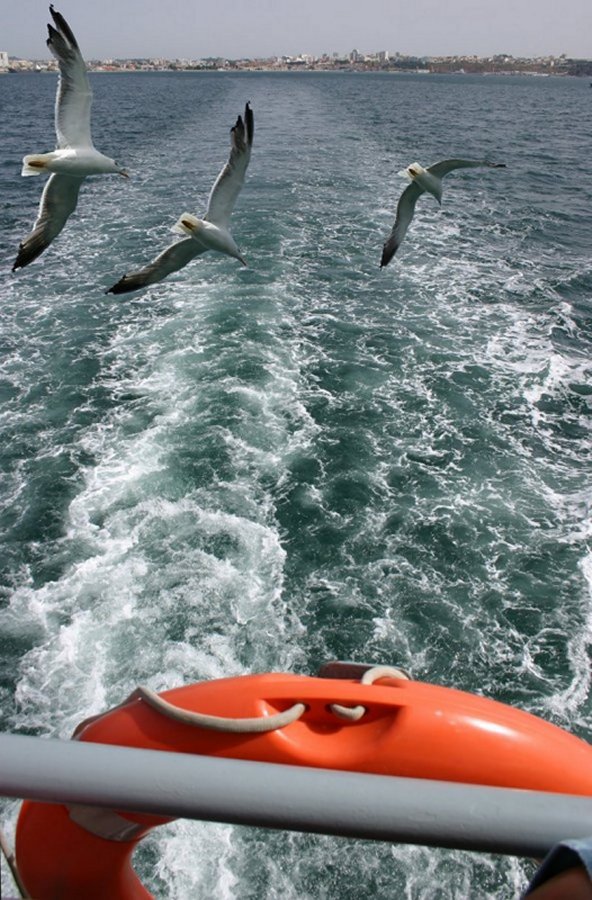 photo "Seagulls on my way" tags: nature, wild animals