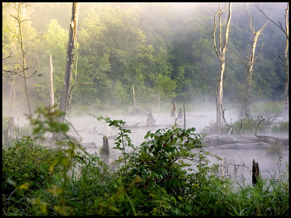 фото "Swamp Gas" метки: путешествия, Северная Америка