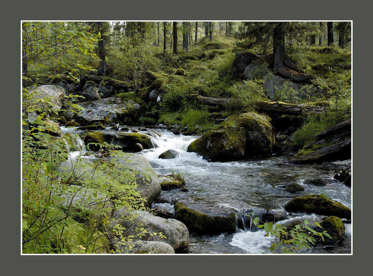 photo "The bear glade" tags: landscape, forest