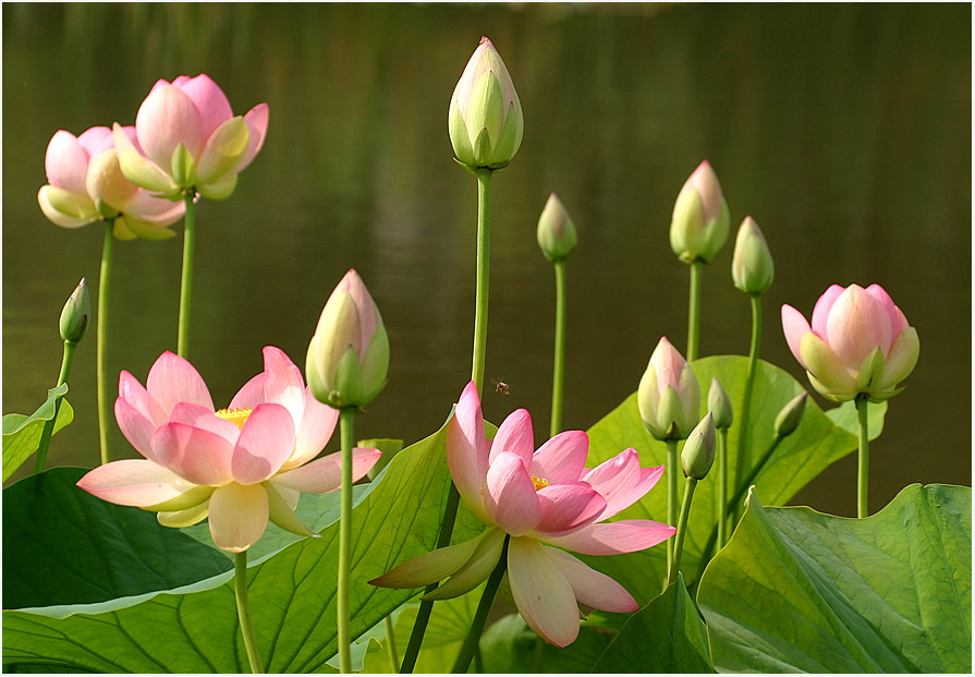 фото "lotos 03" метки: природа, цветы