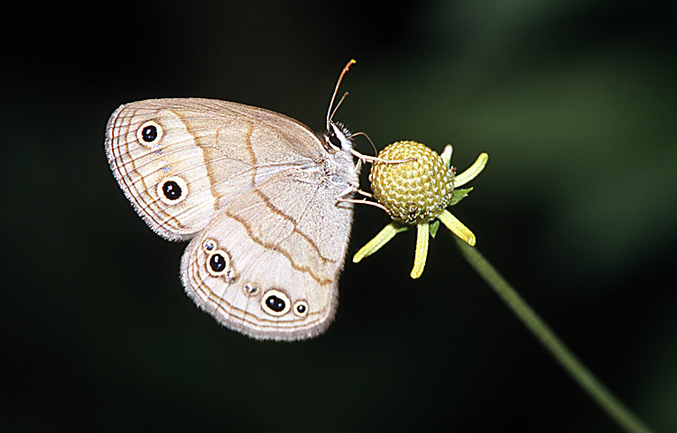 photo "Small-wood tranquility" tags: nature, insect