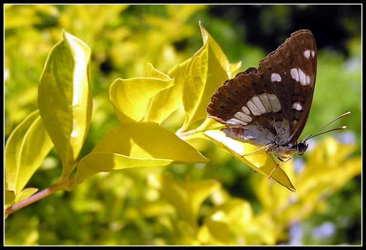 photo "The butterfly on yellow..." tags: macro and close-up, nature, insect