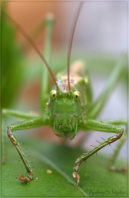 photo "Grasshopper" tags: nature, insect